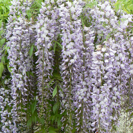 JAPANESE WISTERIA FLORIBUNDA 'LAWRENCE'-日本紫藤-劳伦斯