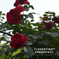Florentina Arborose® Climbing Rose