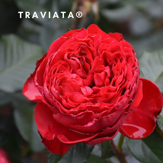 Traviata Rose Blooming Red Color