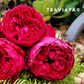 Traviata Rose Bouquet