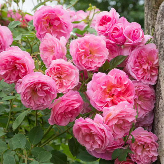 Gertrude Jekyll - Potted Rose – Ready to Ship