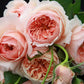 Masora バラ 真宙 Japanese Rose -Pre Order 2026