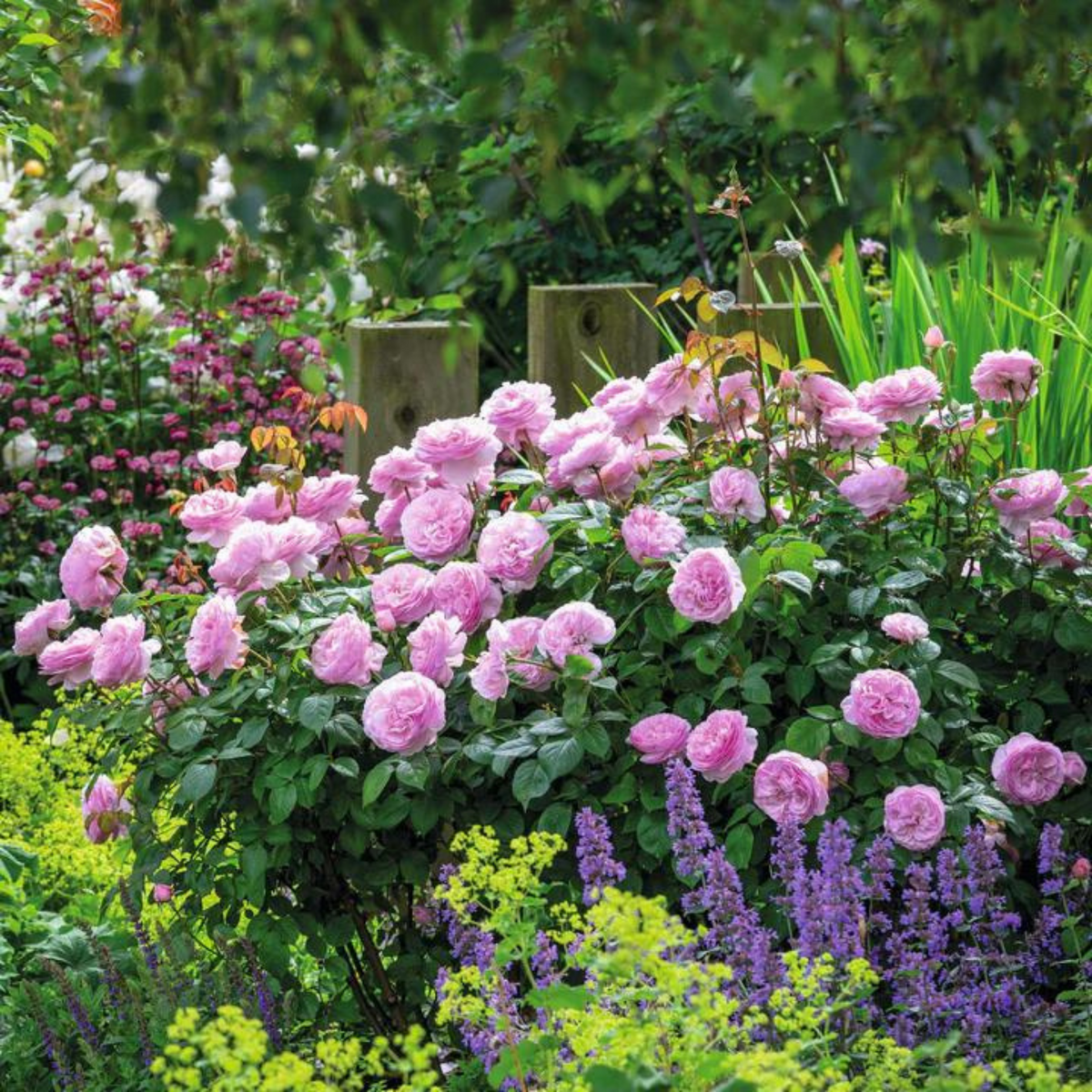 Olivia Rose Austin - David Austin English Rose – HB101CANADA